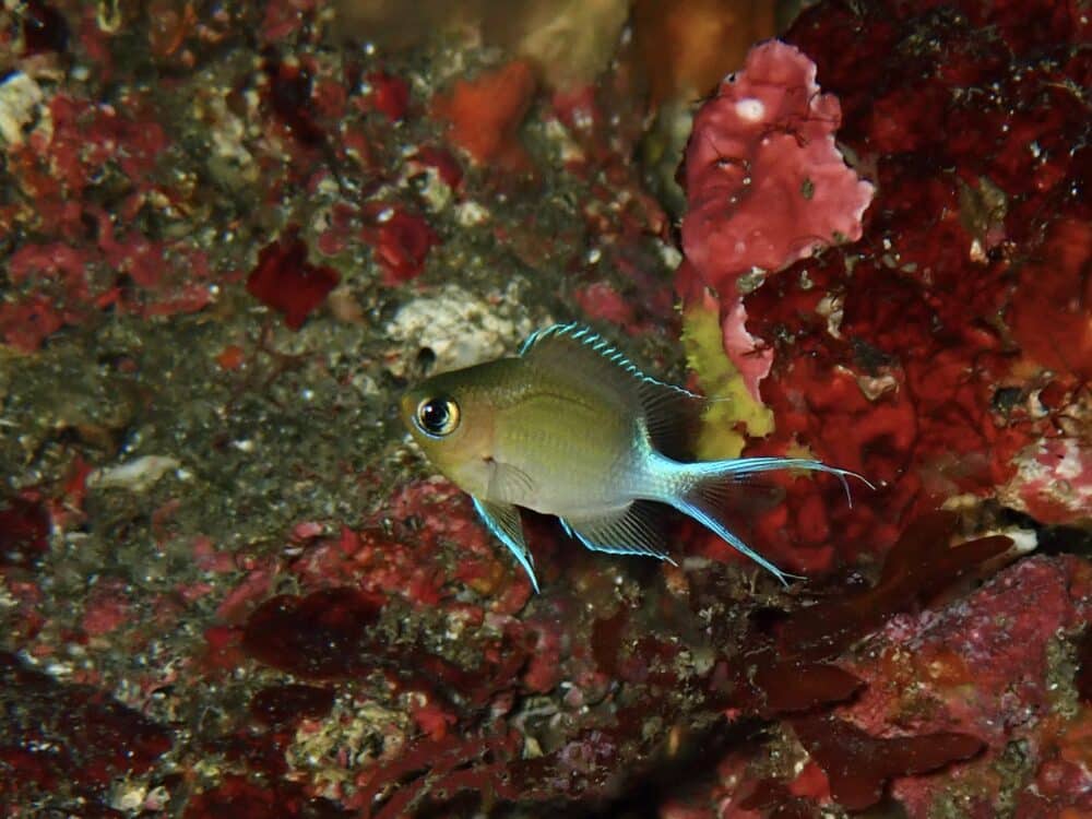 極小カンナツノザヤウミウシ! 2 IMG 0447