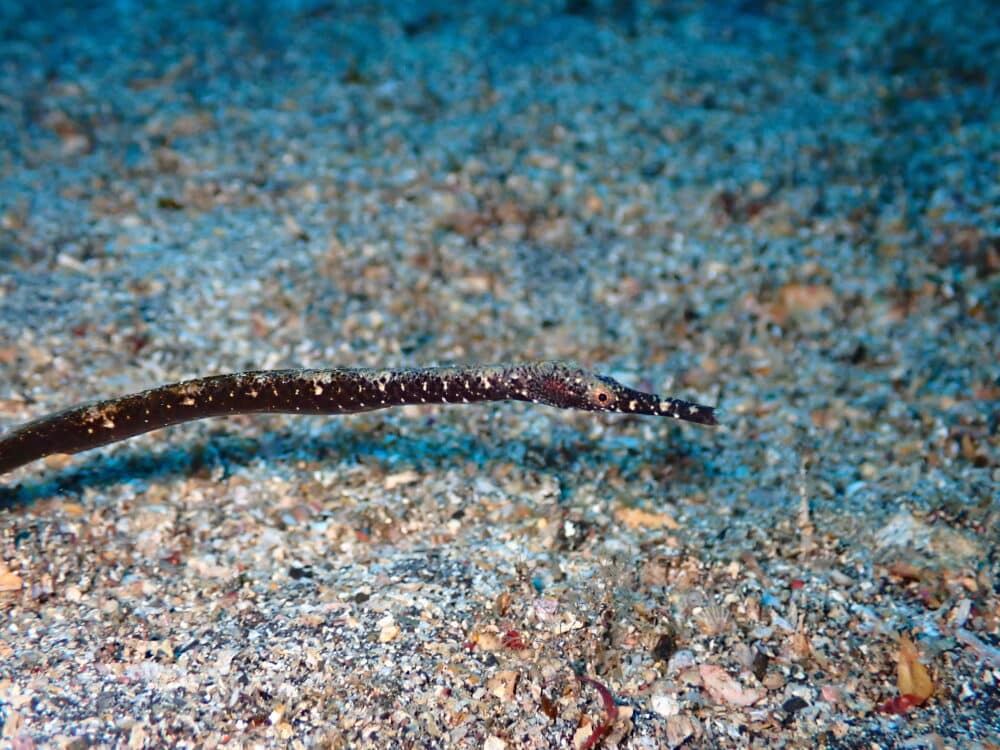 極小カンナツノザヤウミウシ! 3 IMG 0448