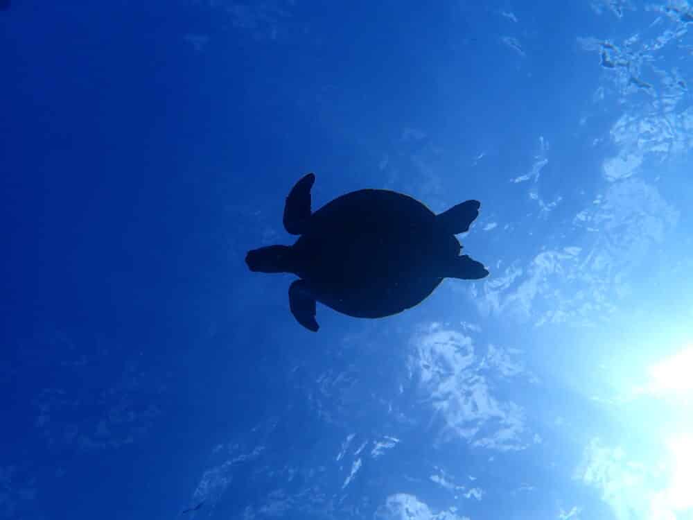 極小カンナツノザヤウミウシ! 5 IMG 0451