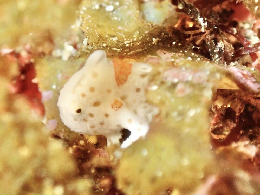 ハートを作るイカ 2 IMG 4252