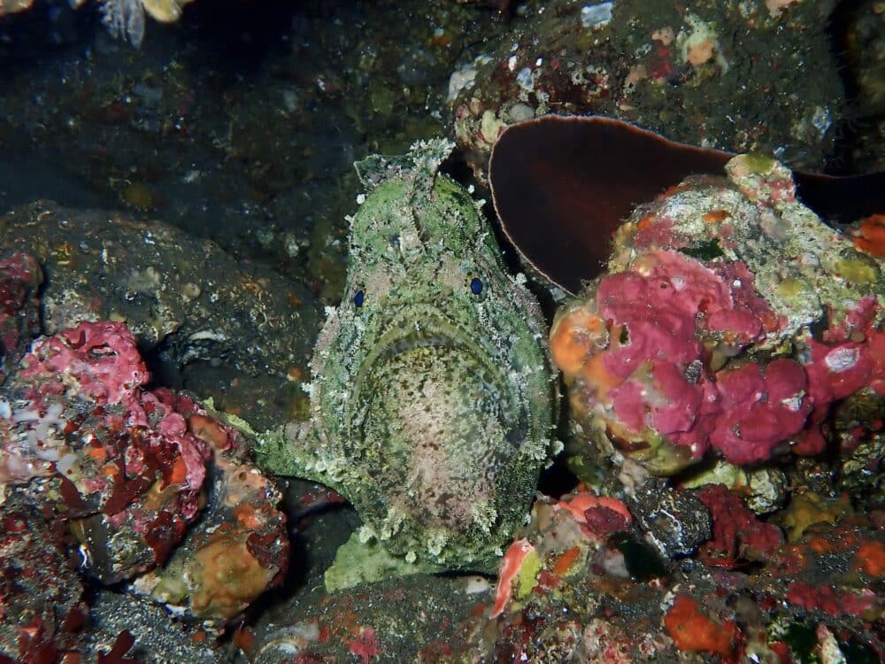 ハートを作るイカ 3 IMG 4253