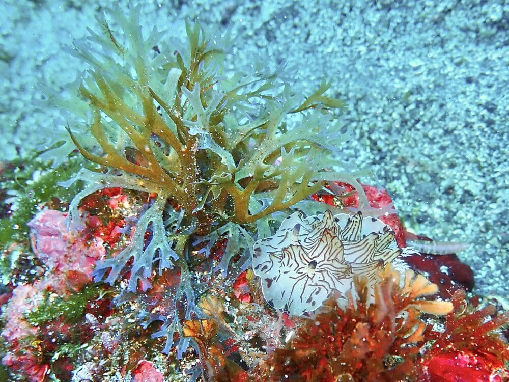 ハートを作るイカ 4 IMG 4257