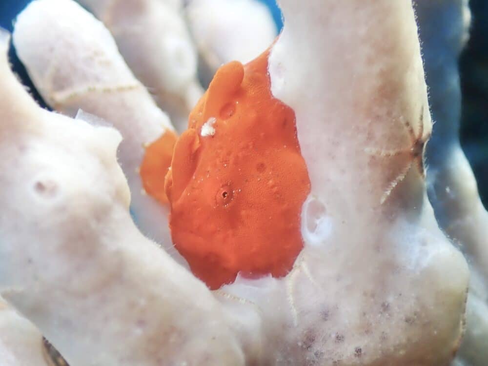 ハートを作るイカ 5 IMG 4266