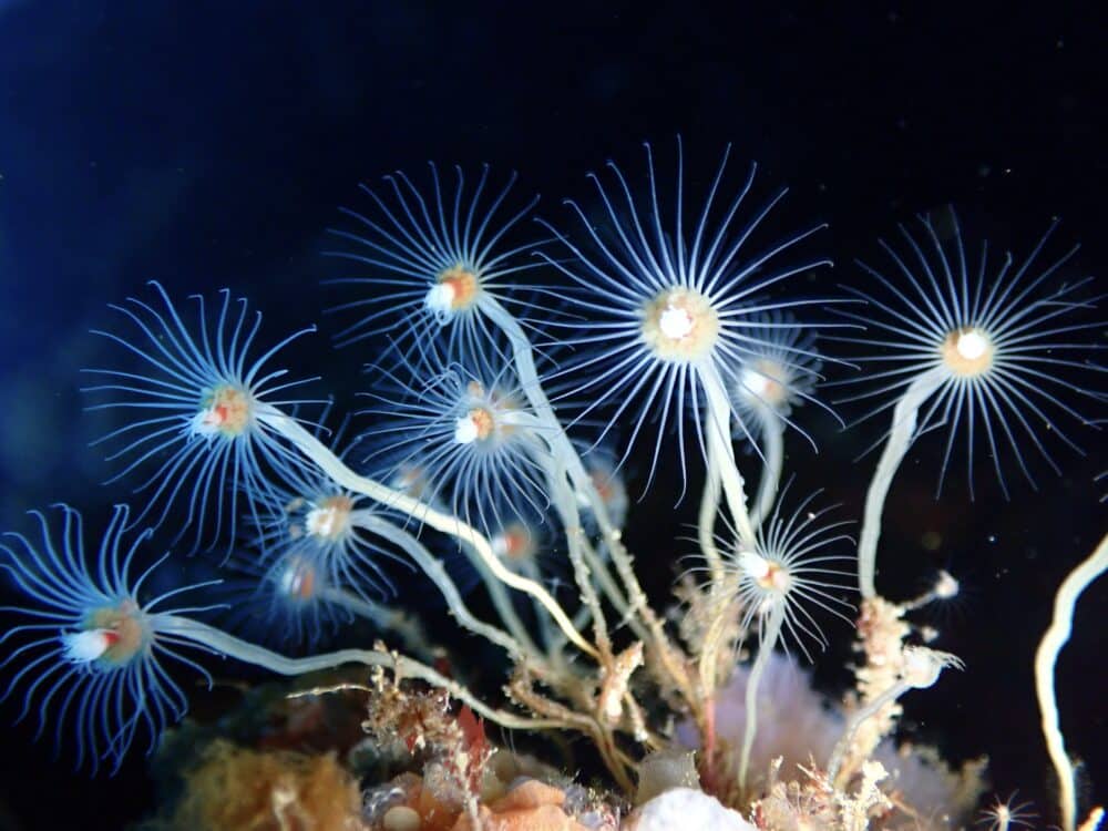 イズカサゴ来てました 5 IMG 0956