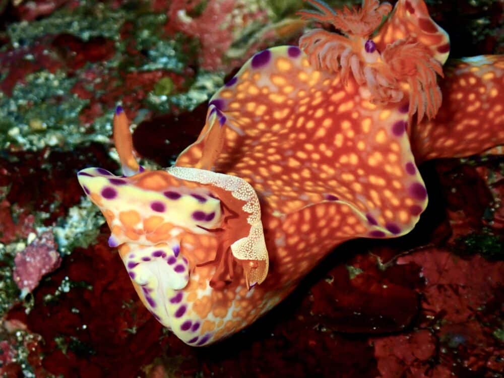 イズカサゴ来てました 2 IMG 0991