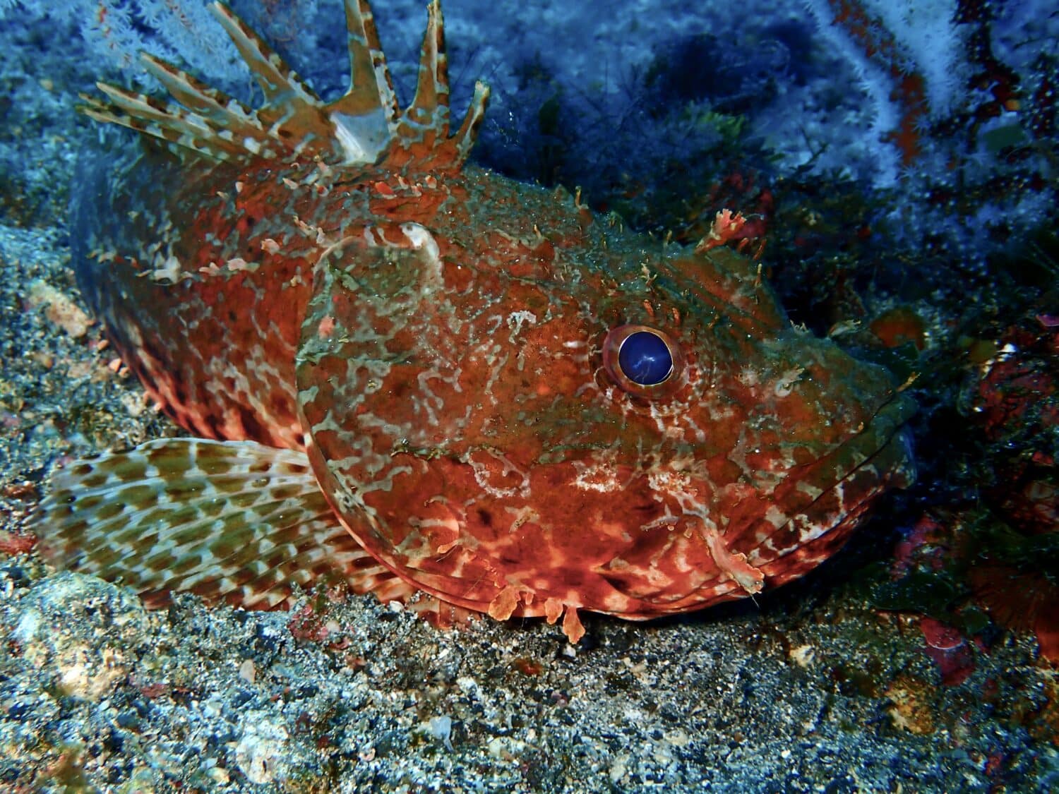 イズカサゴ来てました 1 IMG 0993