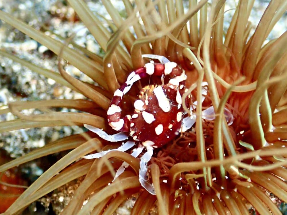 イズカサゴ来てました 3 IMG 0994