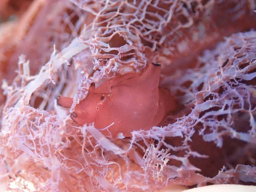 イズカサゴ来てました 4 IMG 0995