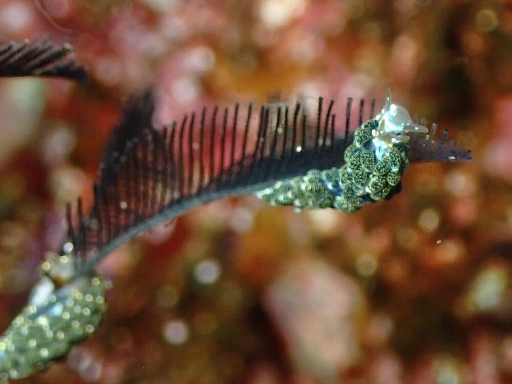 かわいいボブサンウミウシ 2 IMG 4336