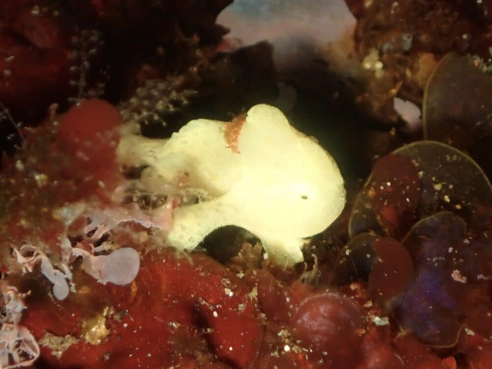 かわいいボブサンウミウシ 3 IMG 4337