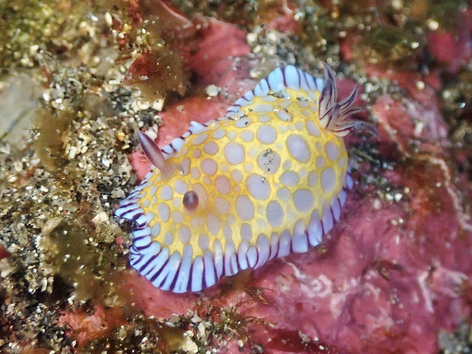 かわいいボブサンウミウシ 1 IMG 4339