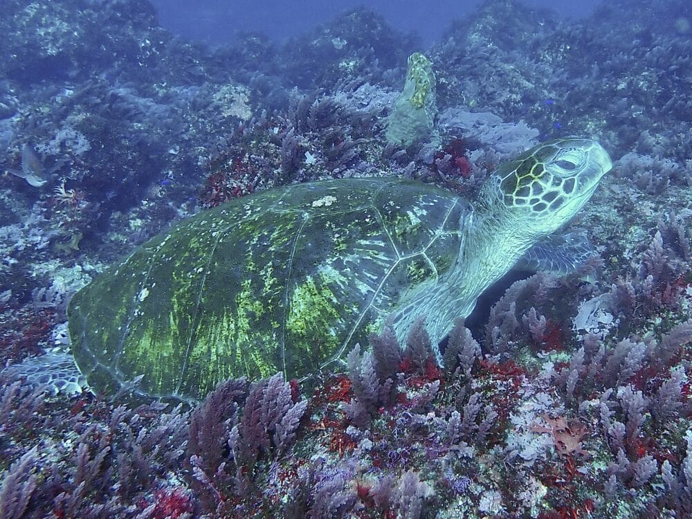 かわいいボブサンウミウシ 4 IMG 4340