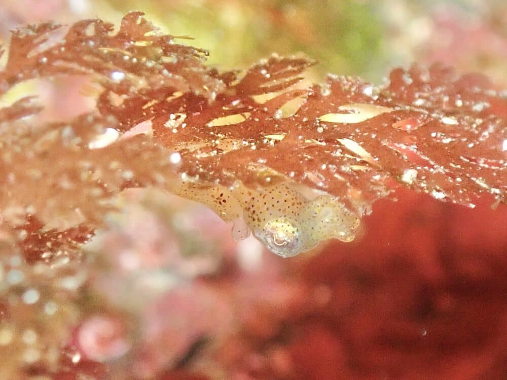 かわいいボブサンウミウシ 5 IMG 4341