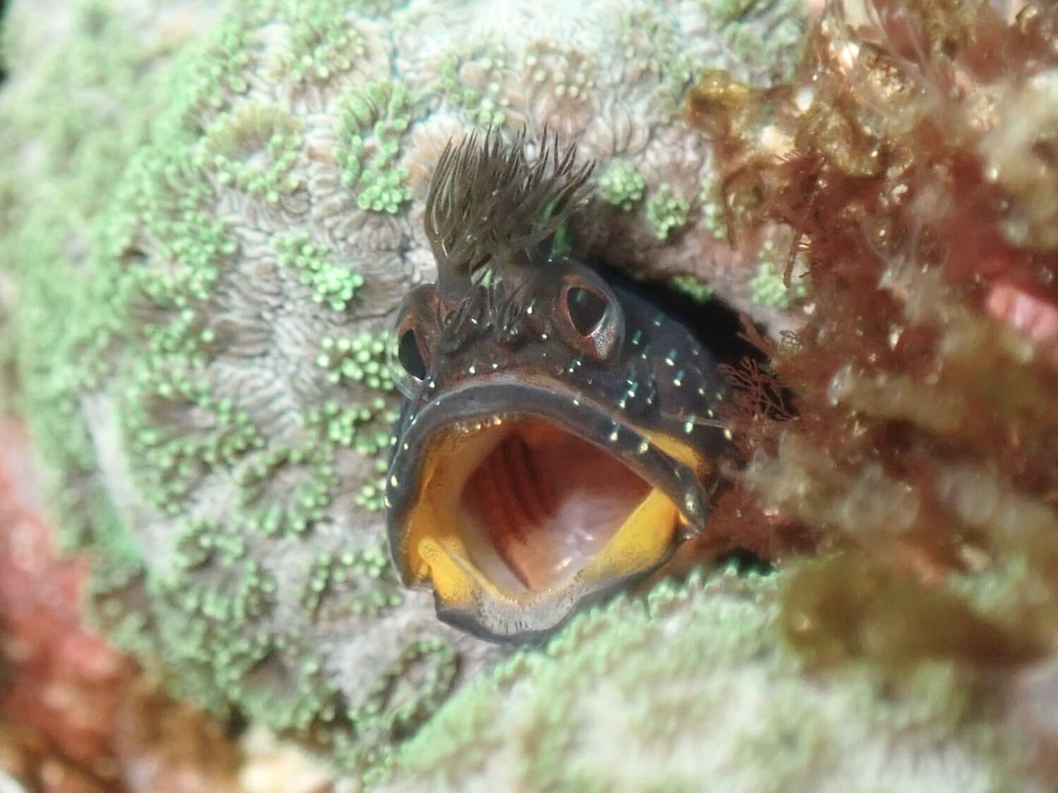 週末の生き物たち 1 IMG 4507