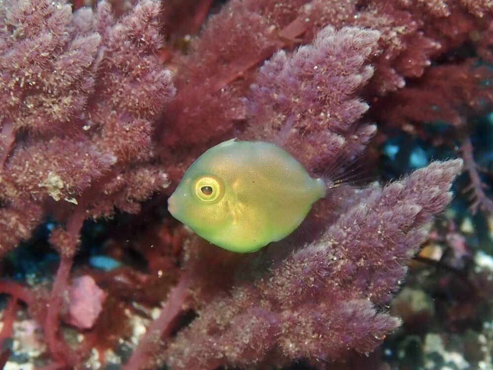 口紅つけたアオサハギ? 3 IMG 4687