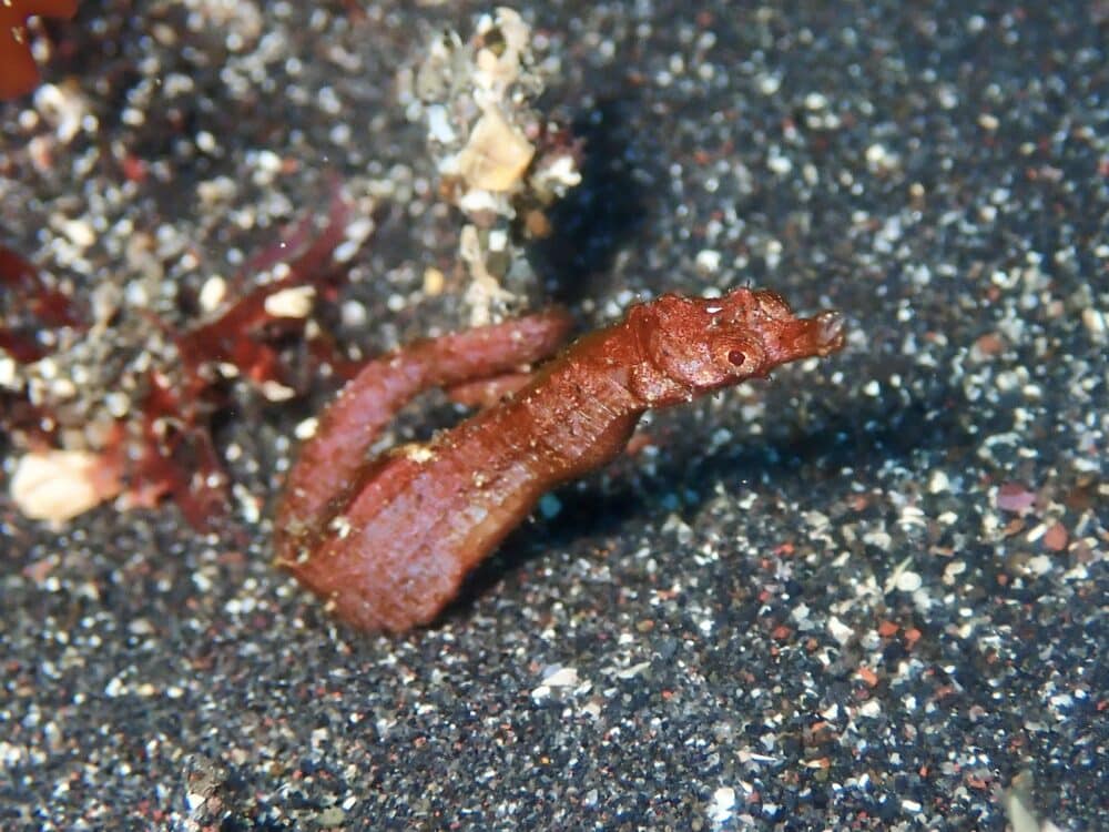 口紅つけたアオサハギ? 4 IMG 4690