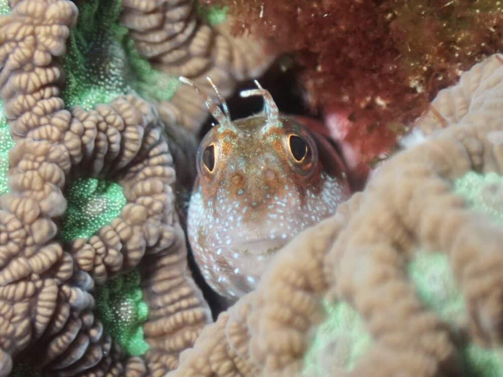 口紅つけたアオサハギ? 5 IMG 4693