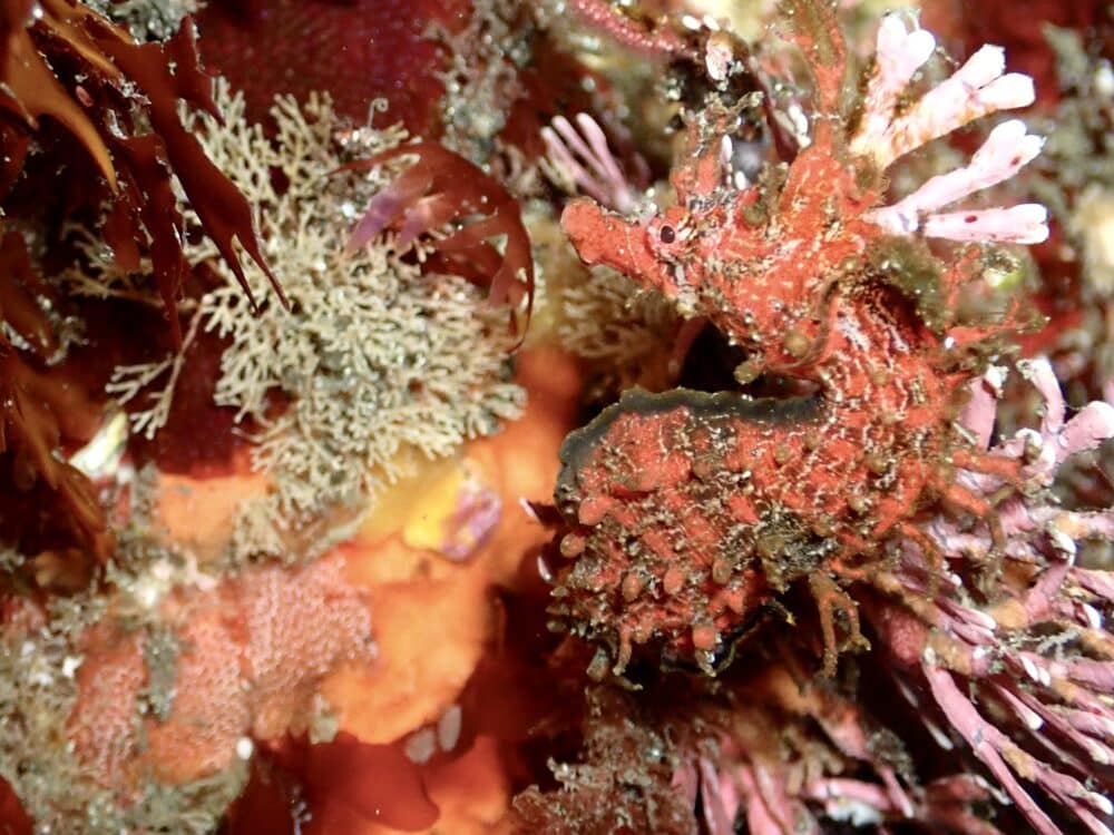 王の浜にもハチジョウタツ❗️ 2 IMG 1396