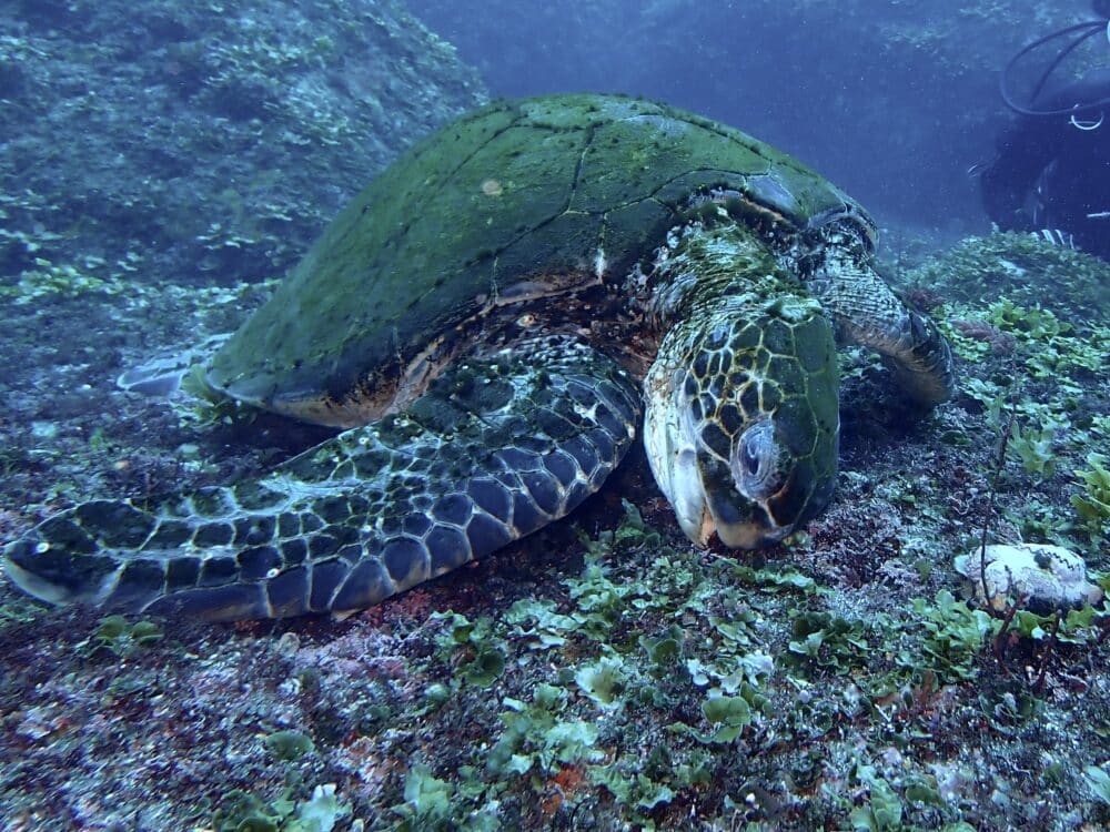 王の浜にもハチジョウタツ❗️ 3 IMG 1406