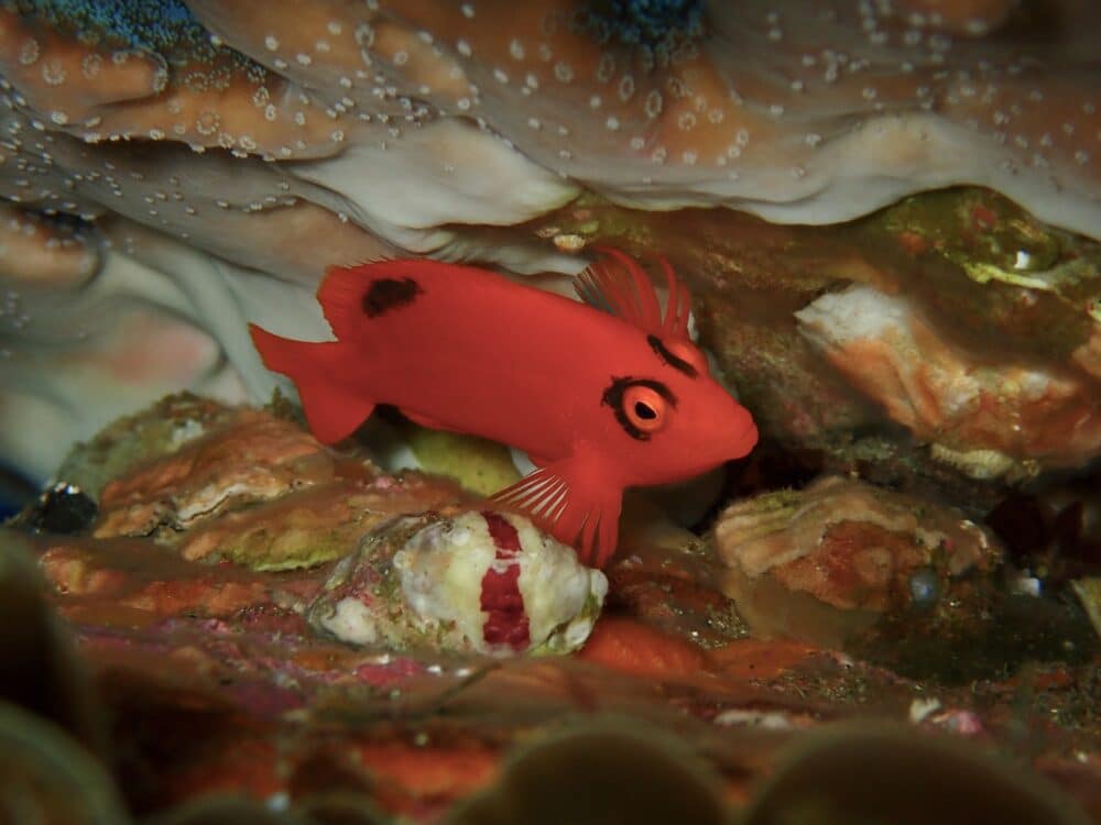 王の浜にもハチジョウタツ❗️ 4 IMG 1407