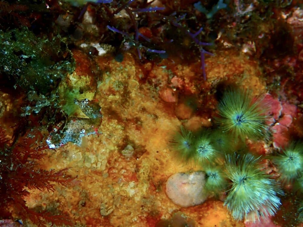 王の浜にもハチジョウタツ❗️ 5 IMG 1409