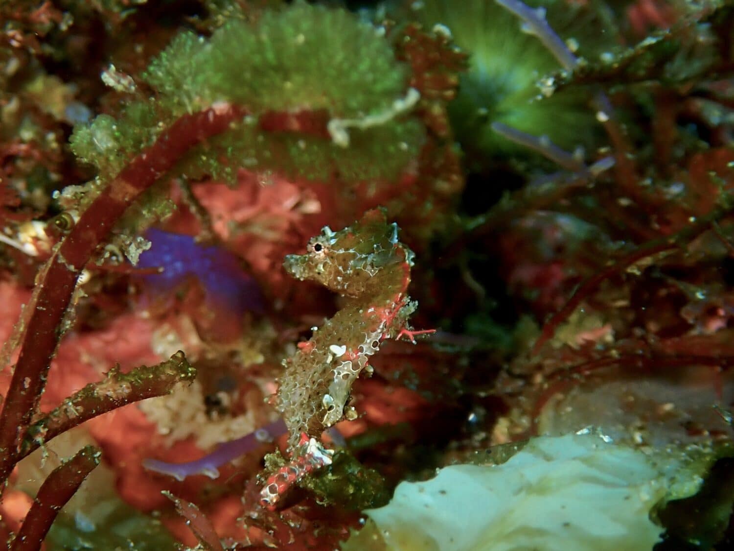 王の浜にもハチジョウタツ❗️ 1 IMG 1410